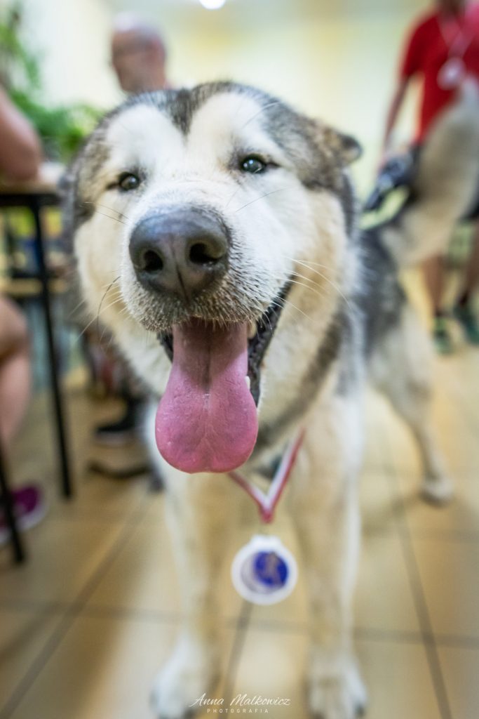 Pies z wysuniętym językiem i medalem na szyi.